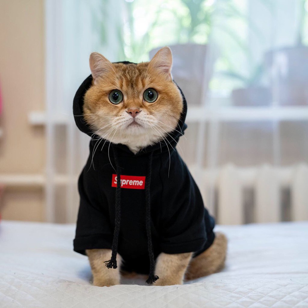 Foto Hewan Kucing Lucu - Gambar Ngetrend dan VIRAL