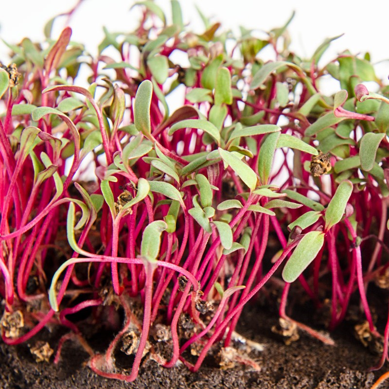 Benih Bibit Biji - Microgreens Beetroot (Panen dalam 16-21 hari) Sprouting Seeds - IMPORT