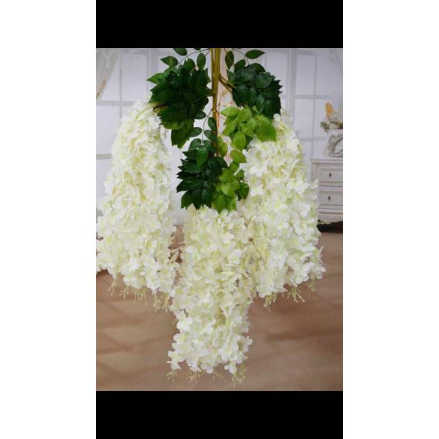 wisteria jumbo putih HARGA PERLUSIN PESANA
