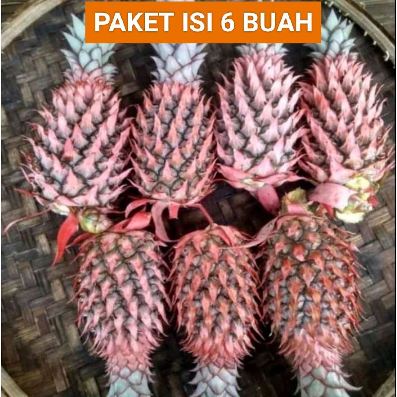 

NANAS MUDA ISI 6 BUAH