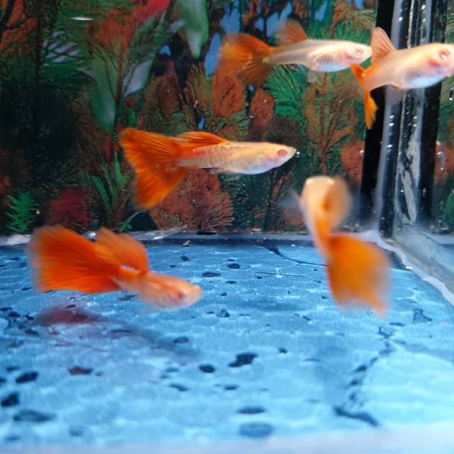 Albino Snake Skin Red Tail