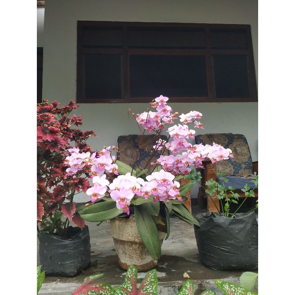 Paket anggrek 3 jenis