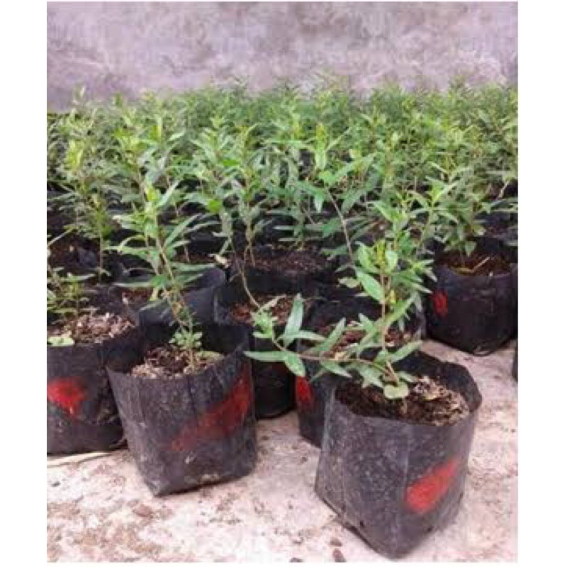 Bibit tanaman Buah langka delima Arab thoib toib rumman