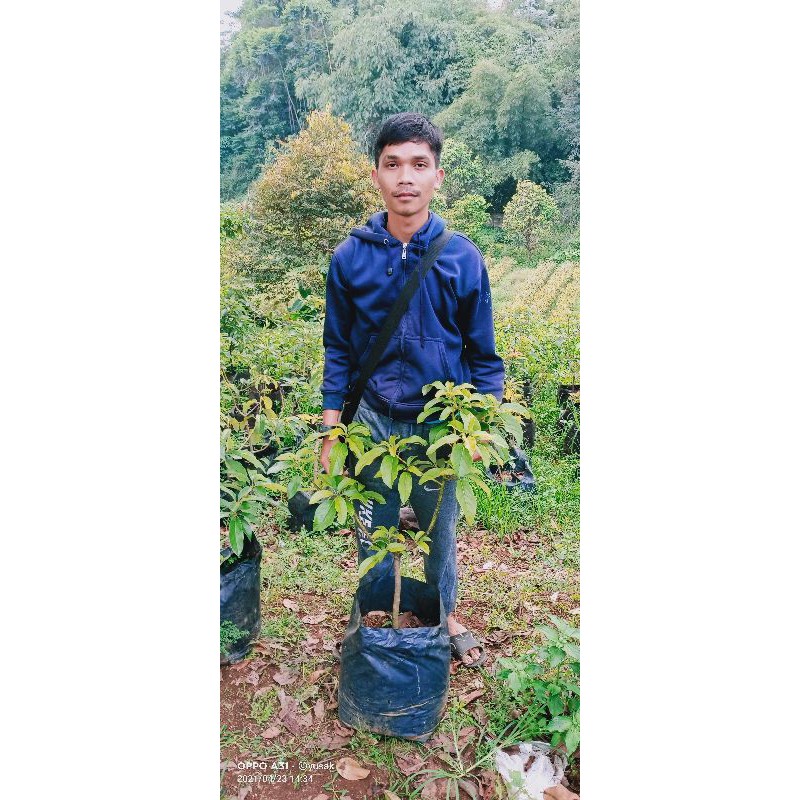 

promo 10 Bibit Alpukat Miki mentega 1 m 1tahun siap buah.