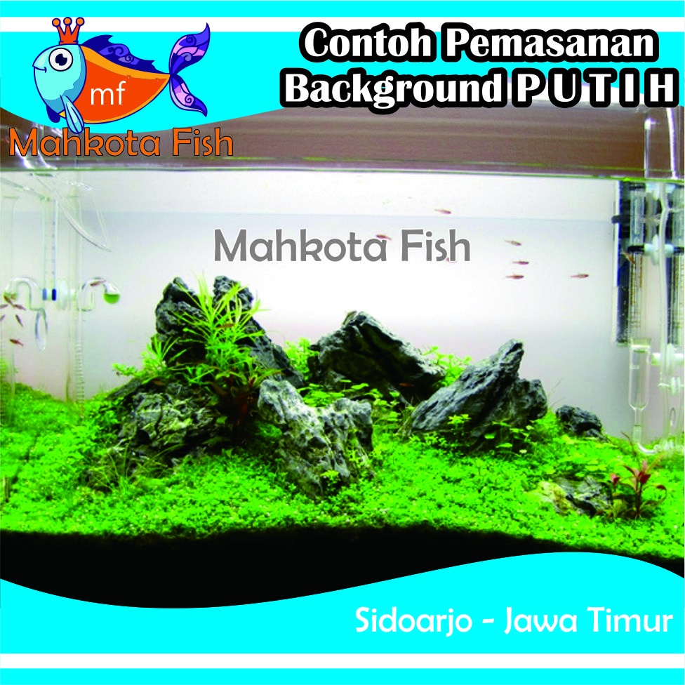 Stiker Aquarium PROMO!! (Extra Lebih Lebar 60cm) | Skotlet Aquarium | Background Aquascape GRATIS SELONGSONG