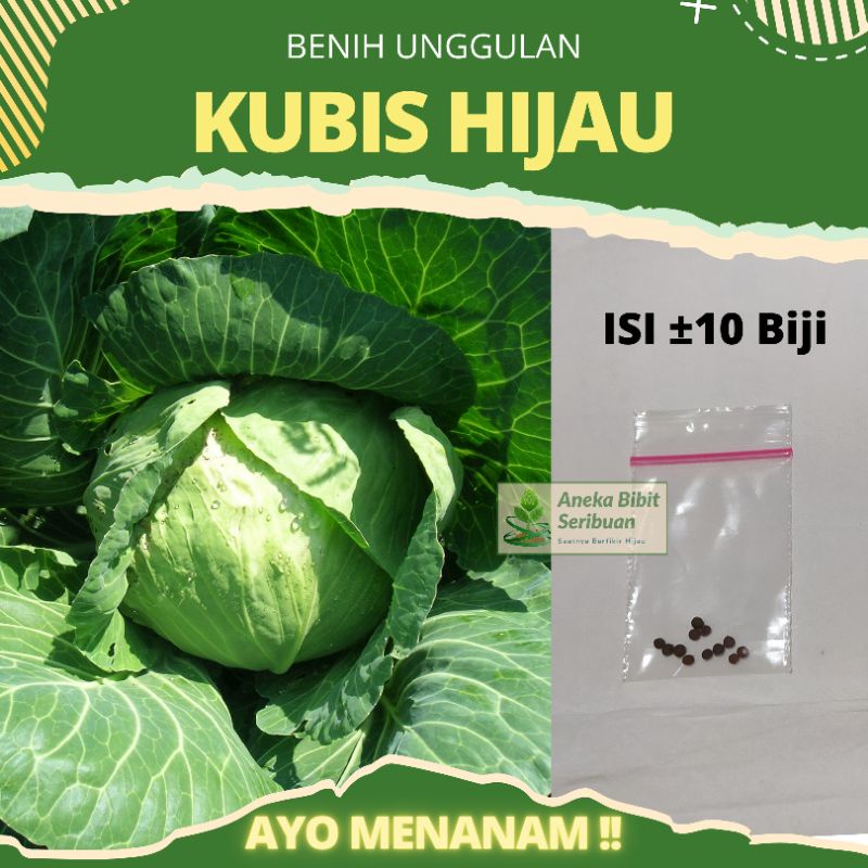 10 Benih Kubis hijau Dataran Rendah dari Known You Seeds