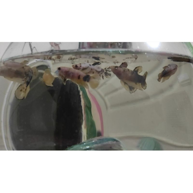 CUPANG YELLOW BASE (REAL PICT / SESUAI FOTO)