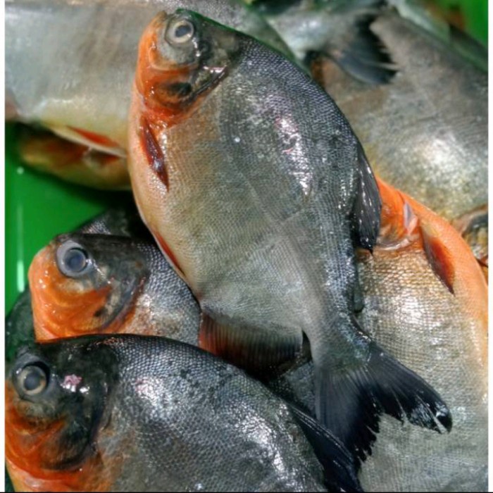 

IKAN BAWAL SEGAR - 1kg