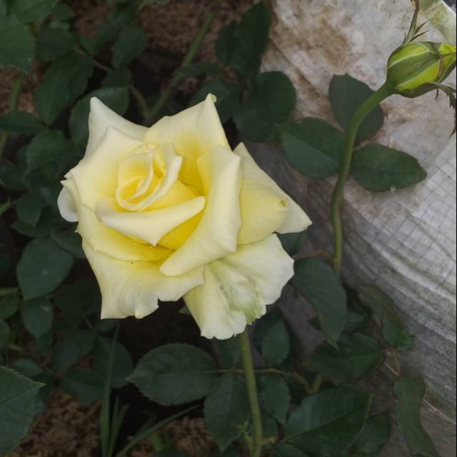 Hiasan  Taman / Bunga mawar bunga kuning banyak cabang.