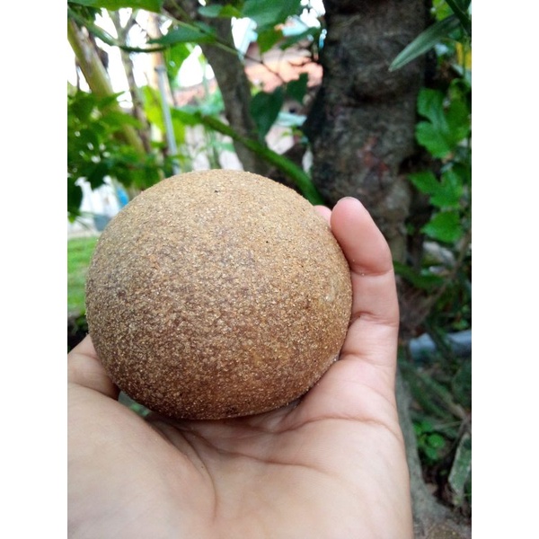 

Buah Kawista 1kg( Isi 2-4 buah ) khas Rembang