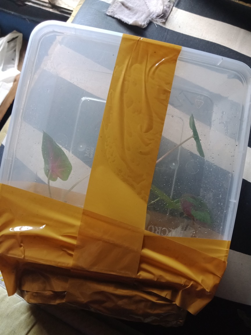 Keladi/caladium Sexy Pink