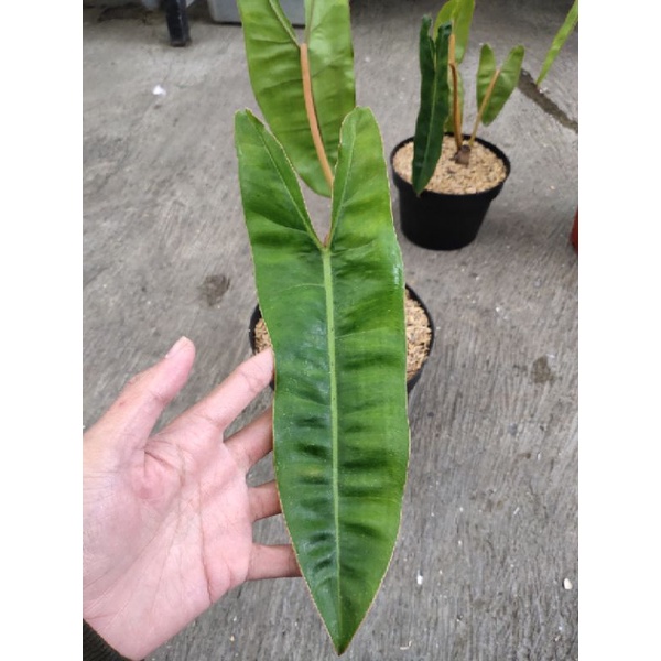 philodendron billitiae ori