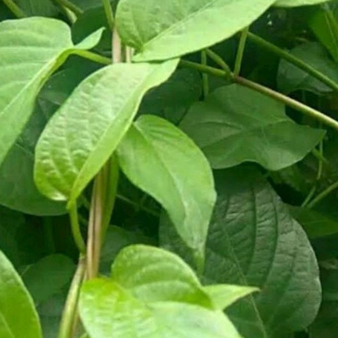 

Daun sembukan atau daun simbukan atau daun kentut segar per 150 gram