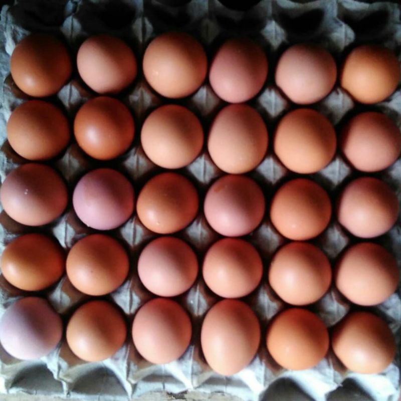 

Telur ayam negeri fresh grade A