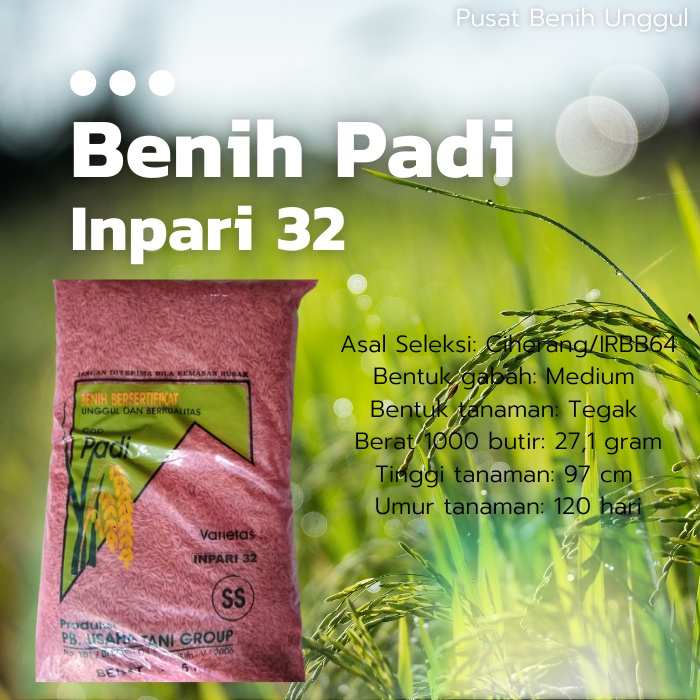 Benih Padi Inpari 32 Bersertifikat Unggul Padi Berlabel Hasil Melimpah Nasi Pulen