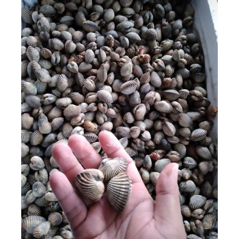 

kerang dara