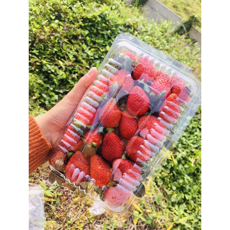 

[ KHUSUS AREA JAWA BARAT ] strawberry fresh asli ciwidey 500 gr ( 1/2 kg )