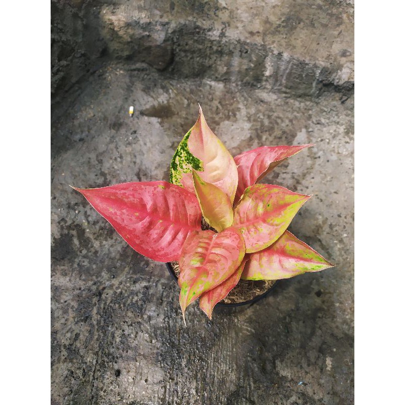 aglonema Light Of Diamond (LOD) Mutasi bibit/anakan