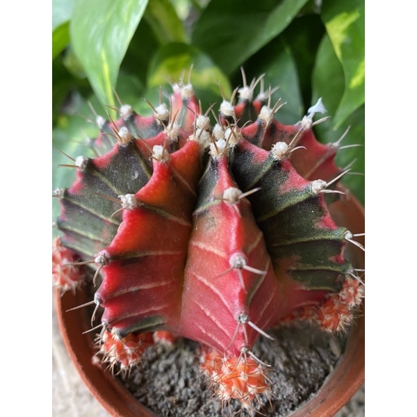 Indukan Kaktus Gymno Miha / Milo / Starfire L21 d 9cm