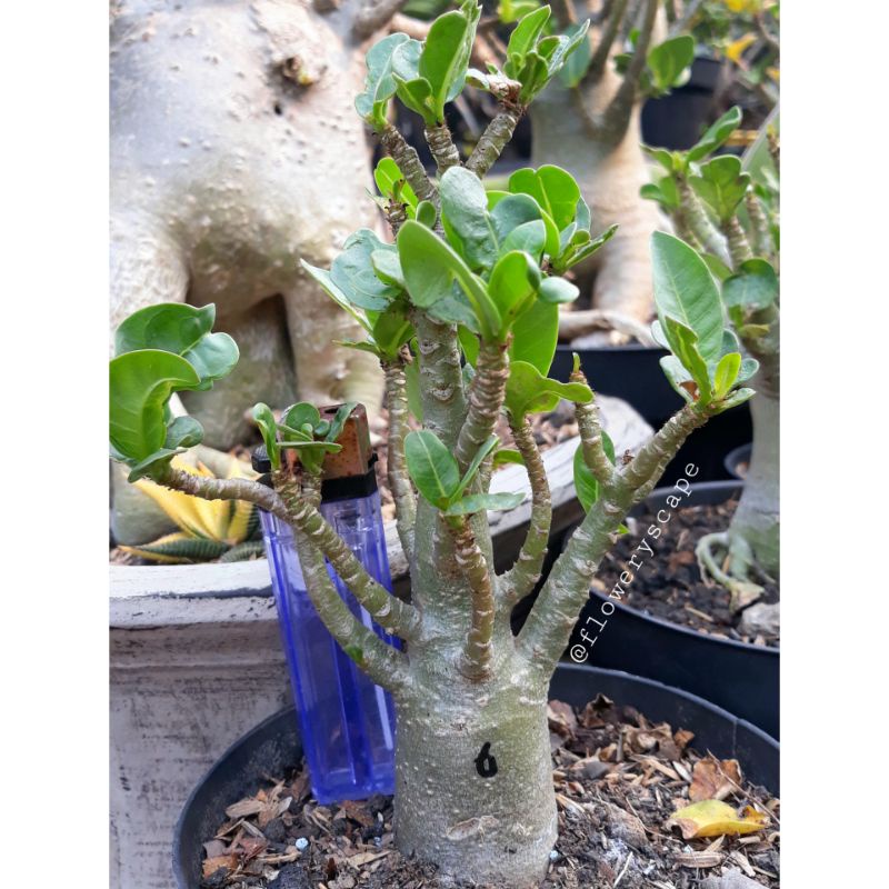 Adenium khz /adenium karakter