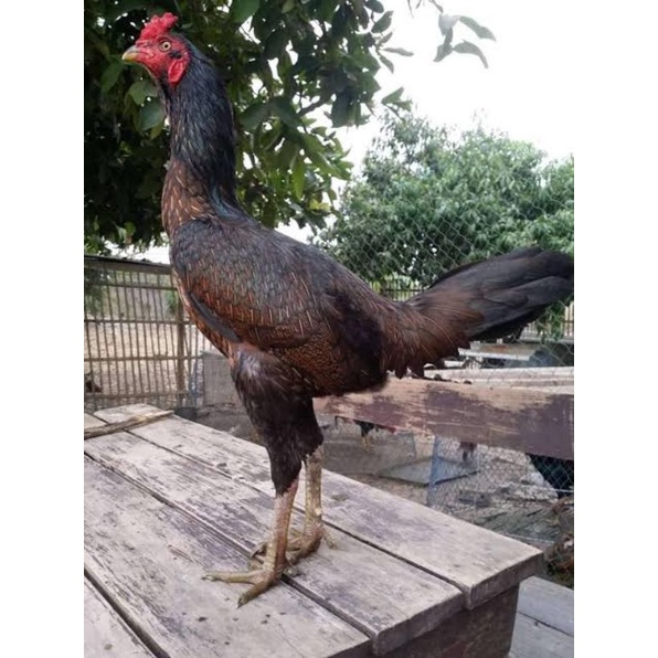 

TELUR AYAM PETARUNG BANGKOK BULBI UNTUK DITETASKAN