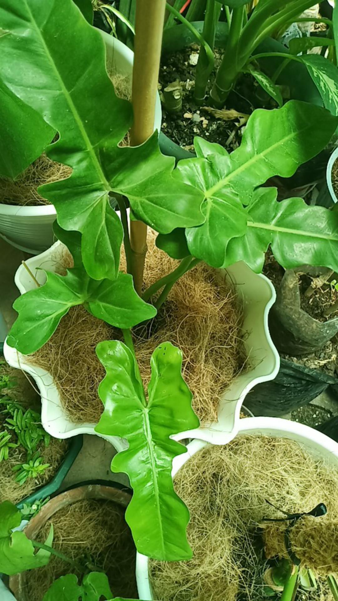 Tanaman Hias Philodendron Golden Dragon