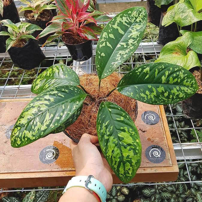 Homalomena Wallisii 'Army' / Adelonema Camouflage - Tanaman Hias