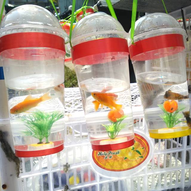 

ikan komet