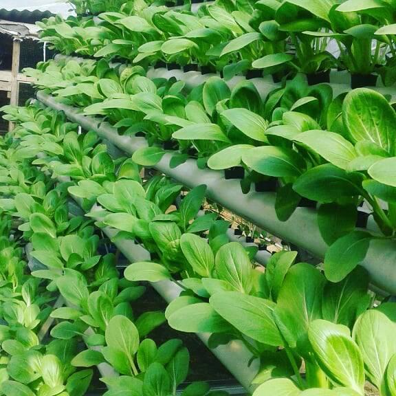 BS-BYL Bibit Sayuran Sawi Sawian Benih Tanaman Sayur Hidroponik Sawi Pakcoy Putih Caisim Manis Hongkong Kailan Pagoda Bunga Pahit Mustard dll-4