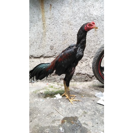 AYAM BANGKOK PAKHOY IMPORT ORI USIA 5 BULAN