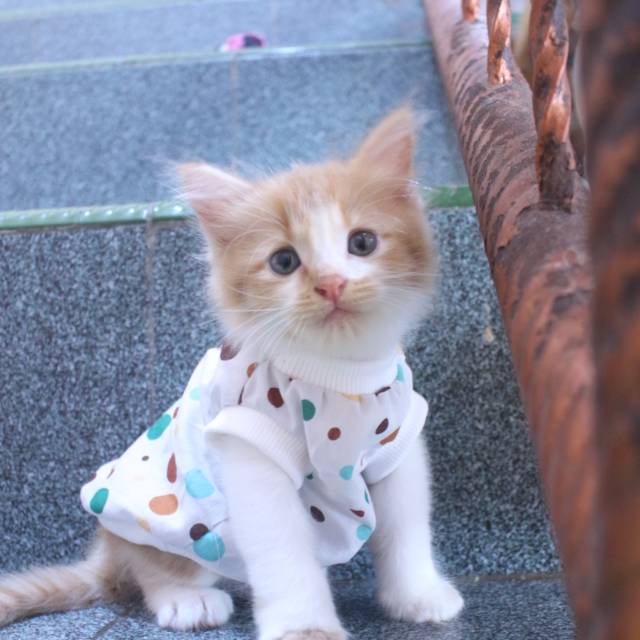 Baju katun motif polkadot lucu untuk kucing dan anjing / baju kucing murah size S M L XL