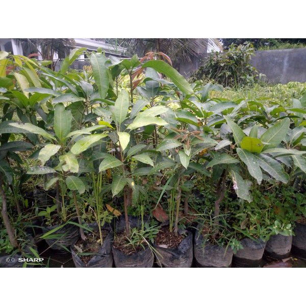 Paket 4 Bibit Mangga Import : Mangga Mahatir, Chokanan, Irwin, Kiojay