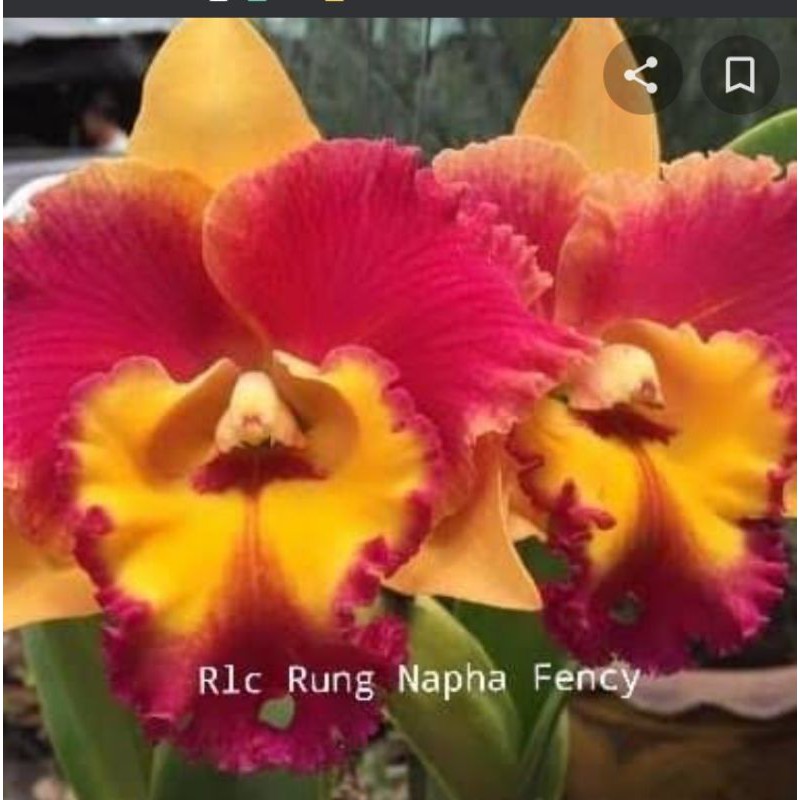 anggrek catleya impor thailand dewasa