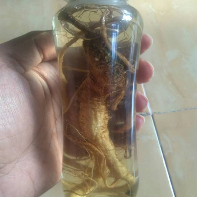 Akar Ginseng Merah Korea dengan minyak ginseng merah Korea atau ramuan ginseng tahan lama