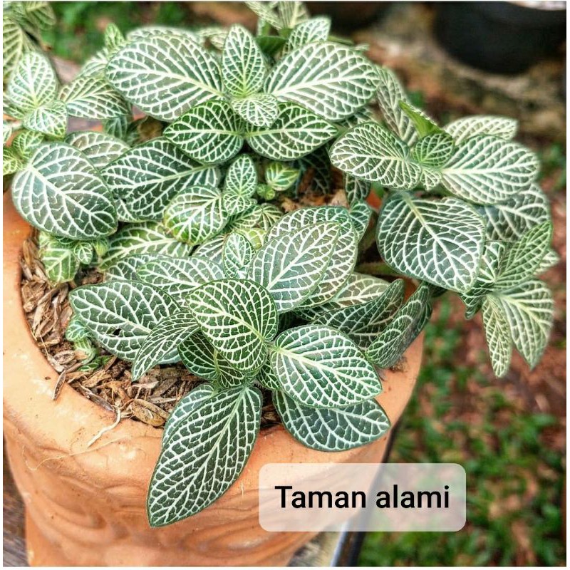 tanaman hias episcia mutiara - tanaman fitonia mutiara - episcia mutiara