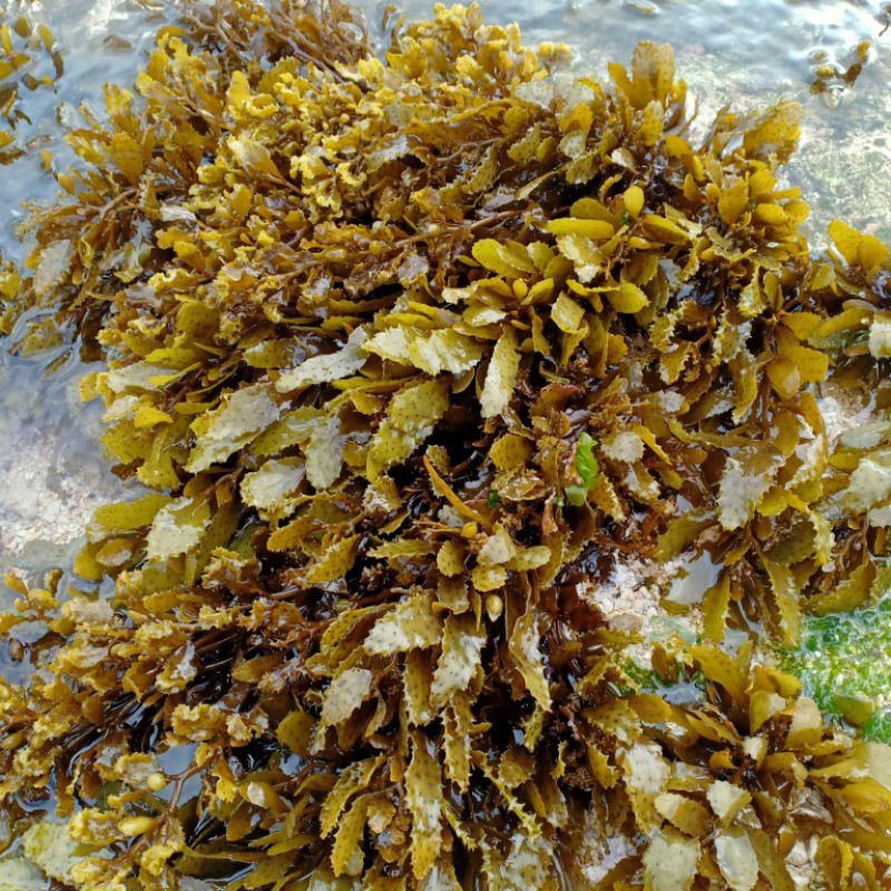 

rumput laut sargassum sp murni | sargasum segar / kering | alga coklat | hai zhao