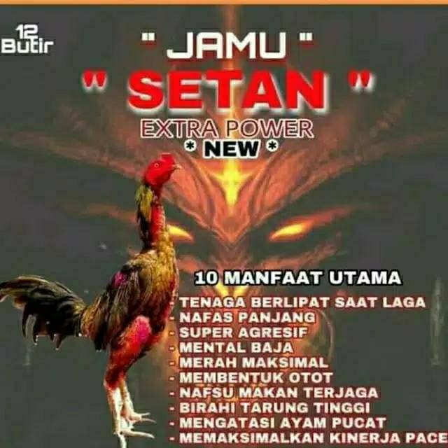 pakan ayam aduan biar nafas panjang