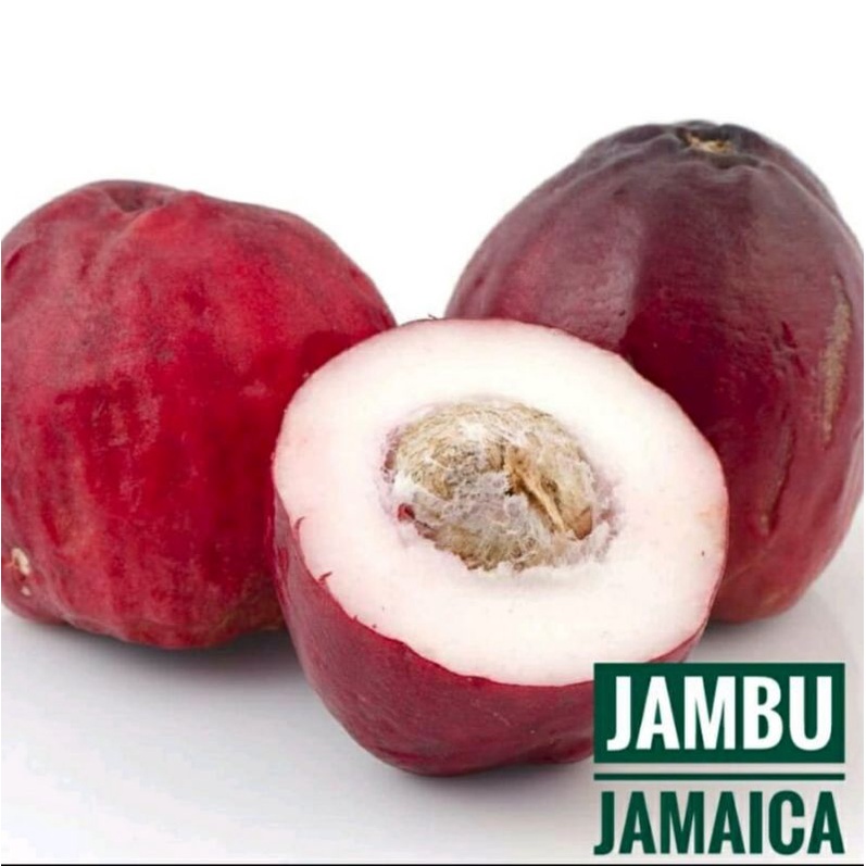 

Super Jambu Jamaika/ Dersono/Bol/Kepal Fresh 500gram