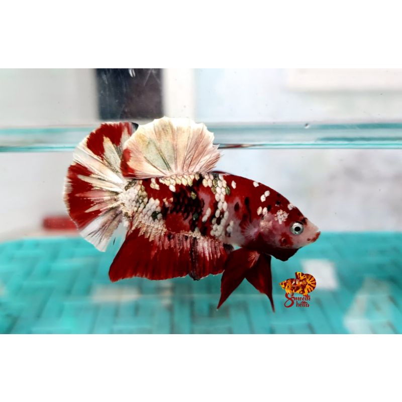 1 PAIR red koi copper gold / ironman