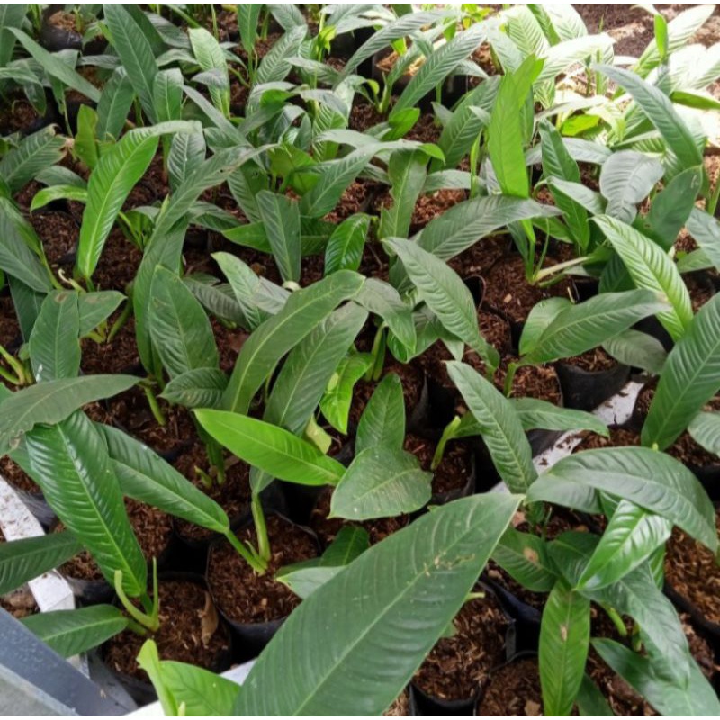 tanaman philodendron Lynette/tanaman hias philodendron Lynette