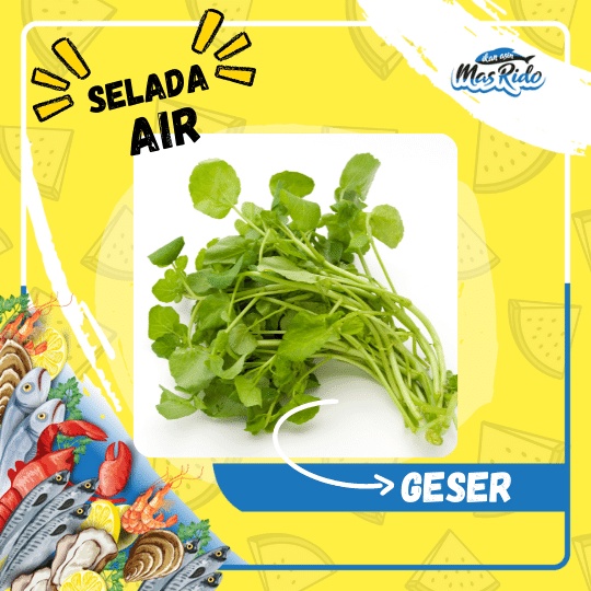 

Selada Air Segar Sayur Fresh 1 Ikat Kwalitas Super Harga Murah