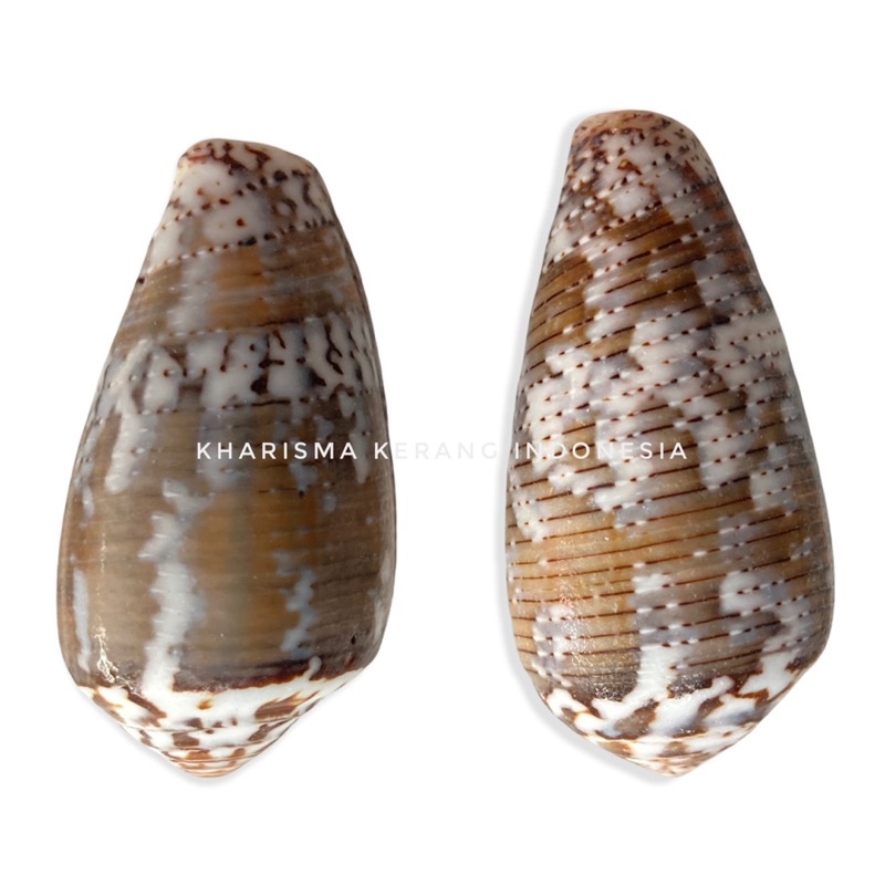 CONUS CUVIERI SHELL CANGKANG KERANG LAUT HIAS KERANG KOLEKSI CANGKANG KERANG CANGKANG KERANG LAUT HI