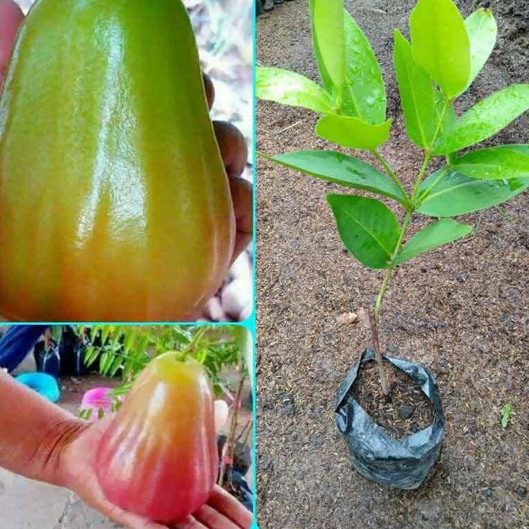 

Flashϟsale jambu bajang leang super manis