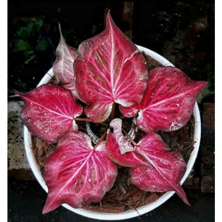 [Bisa COD] Keladi Ramla Pink/Tanaman Hias Keladi Ramla Pink Murah/Bibit Keladi/Bunga Keladi/Keladi H