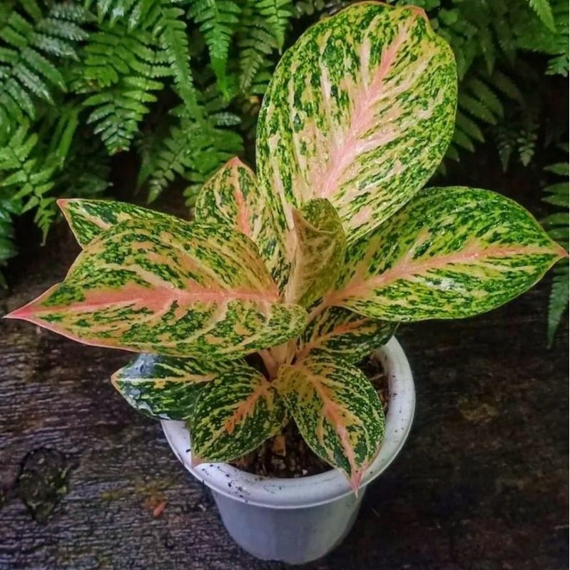 Promo [COD] - Aglonema bidadari mutasi || BUKAN BONGGOL - tanaman hias hidup - bunga hidup - bunga a