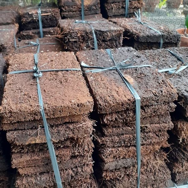 papan pakis media anggrek