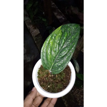 Philodendron Karsteanianum Varigata kuning ekonomis, Tanaman hias
