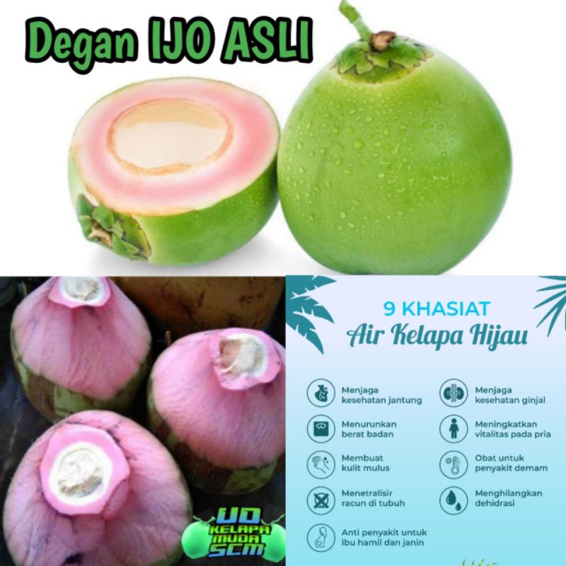 (C.O.D) KELAPA IJO ASLI, DEGAN IJO ASLI, KELAPA WULUNG