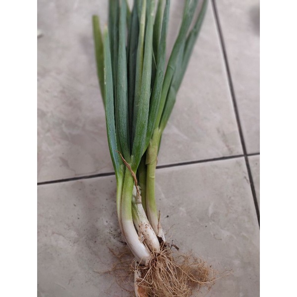 

Daun bawang seledri lokal
