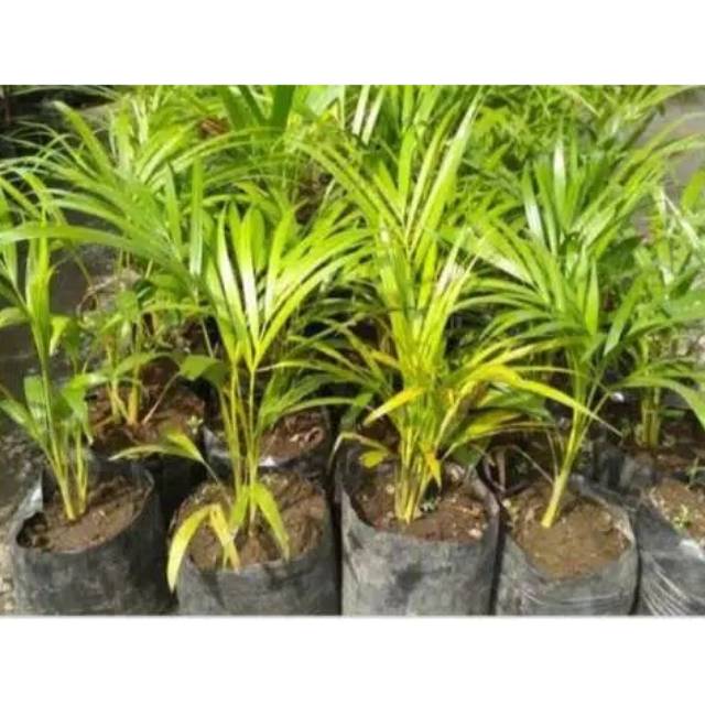 Pohon palem kuning - tanaman hias - bibit tanaman hias - palem kuning - palem - tanaman indoor